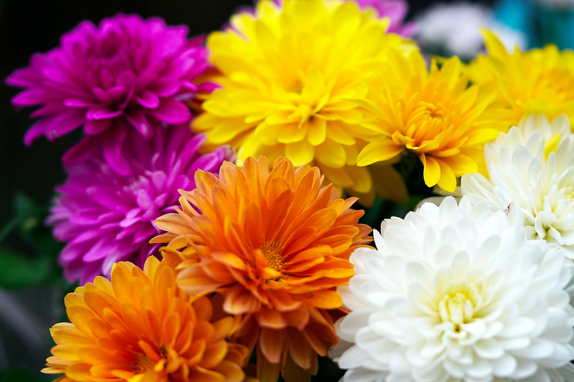 La fleur de naissance du mois de Novembre: Le Chrysanthème